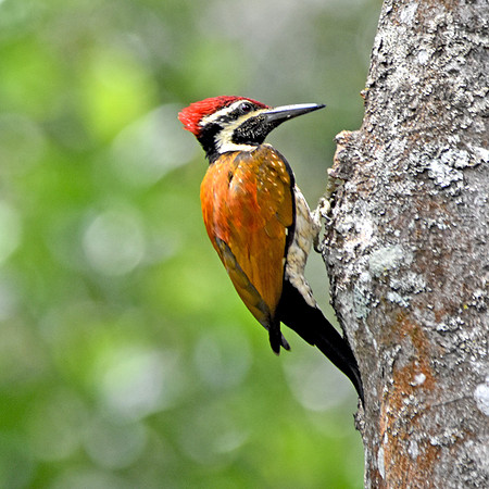 Black rumped flameback woodpecker