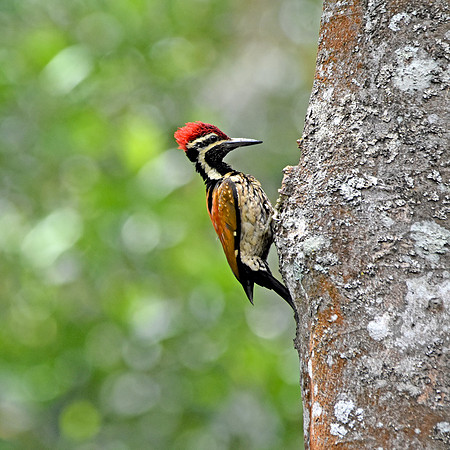 Black rumped flameback woodpecker