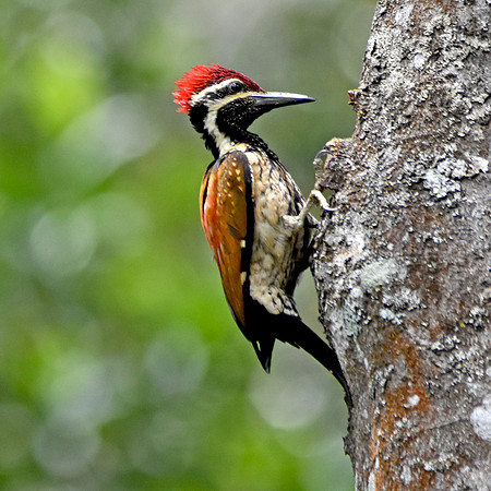 Black rumped flameback woodpecker