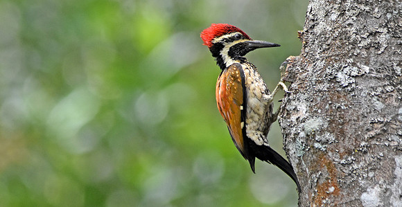 Black rumped flameback woodpecker