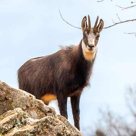 Chamoise goat