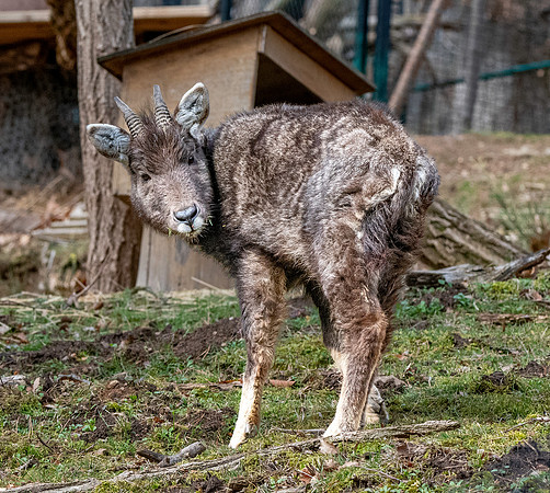 Chinese Goral