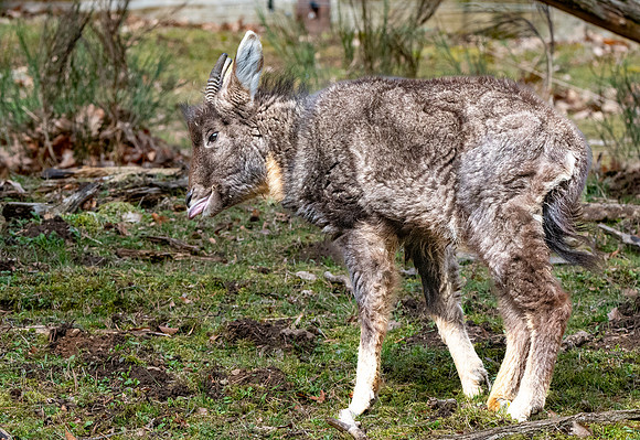 Chinese Goral