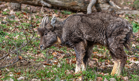 Chinese Goral