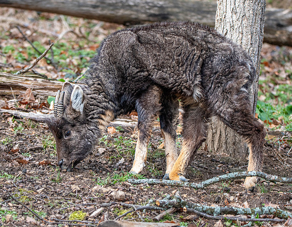 Chinese Goral