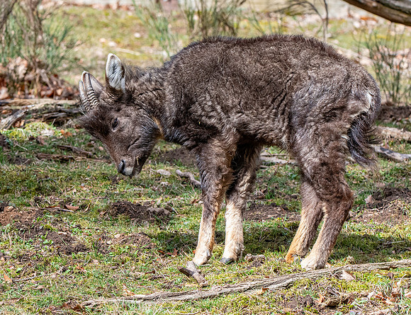 Chinese Goral