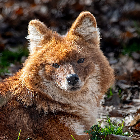Dhole
