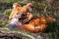 Dhole