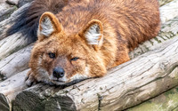 Dhole