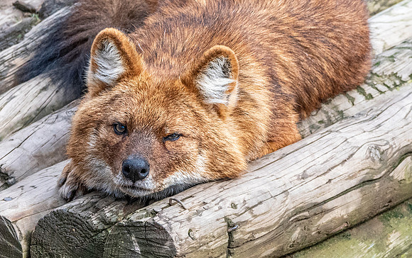 Dhole