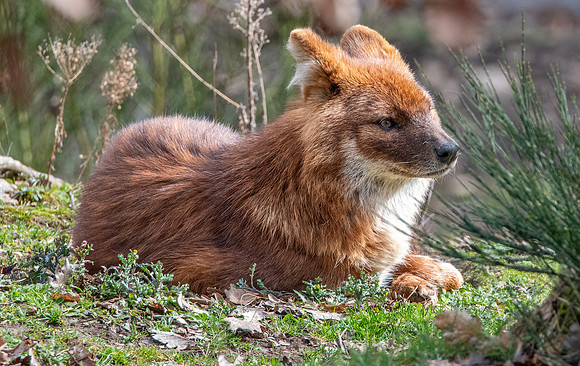 Dhole