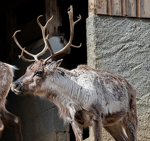 Eurasian Tundra reindeer