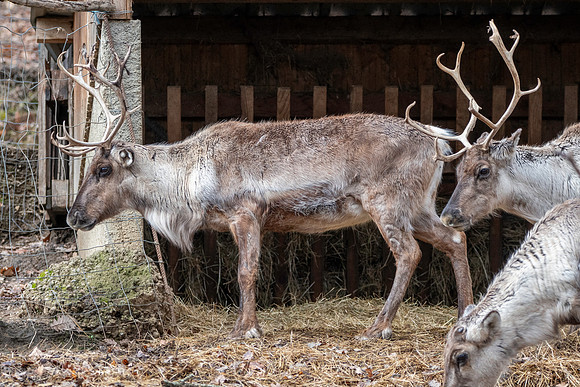 Eurasian Tundra reindeer