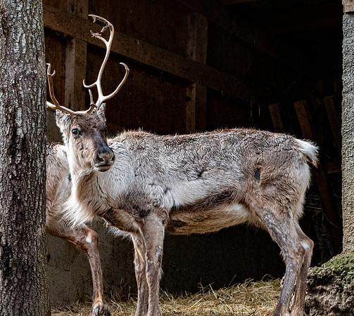 Eurasian Tundra reindeer