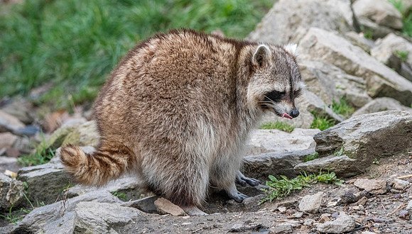 Guadeloupe racoon