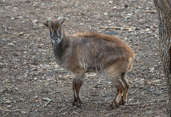 Himalayan Tahr