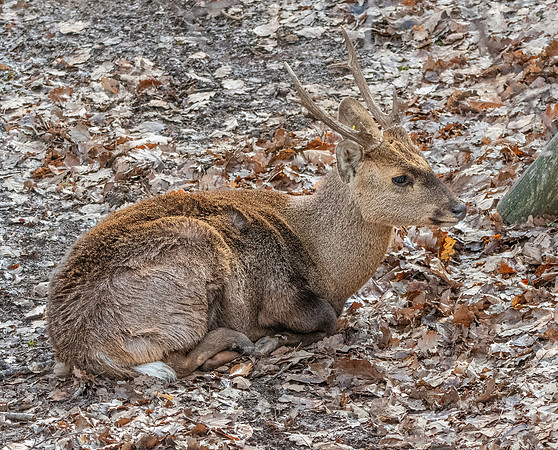 Indian Hog deer