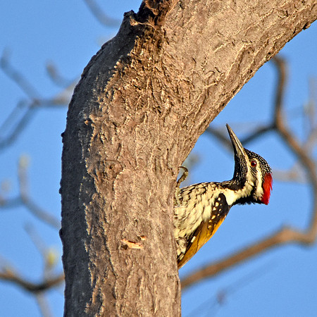 Black rumped flameback