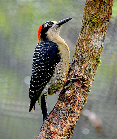 Black cheeked woodpecker