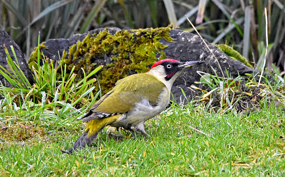 Green woodpecker