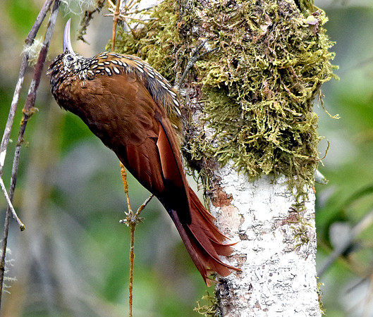 Montane woodcreeper