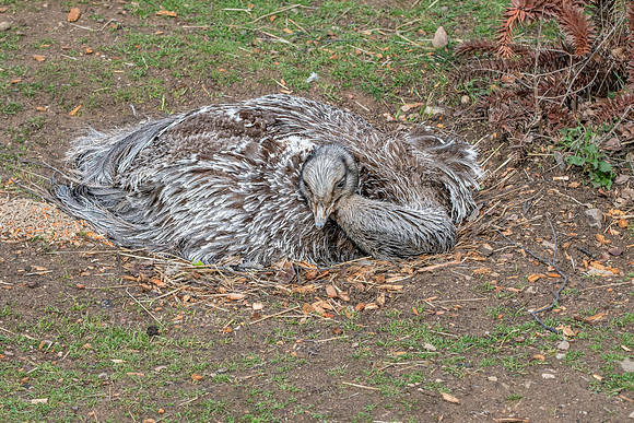 Lesser Rhea / Darwin's Rhea