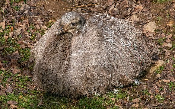 Lesser Rhea / Darwin's Rhea
