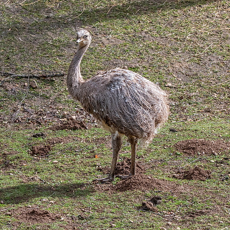 Lesser Rhea / Darwin's Rhea