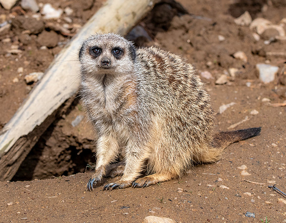 Meerkat