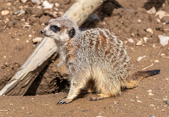 Meerkat