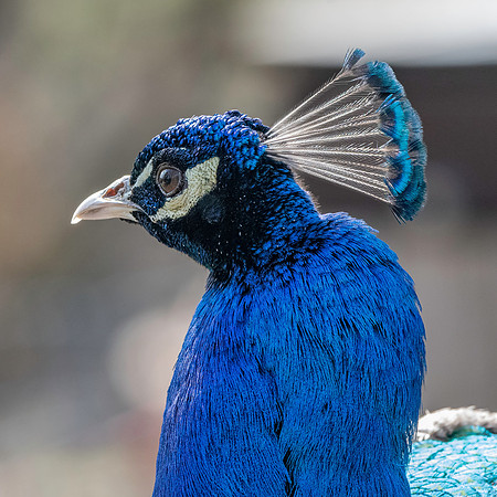 Peacock
