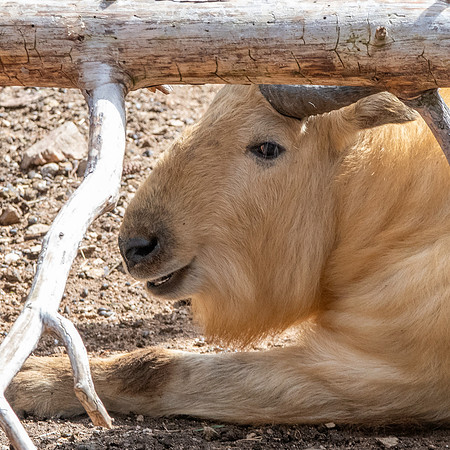 Sichuan takin