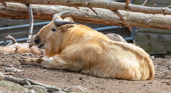 Sichuan takin