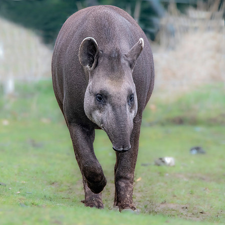 South American / lowland tapir