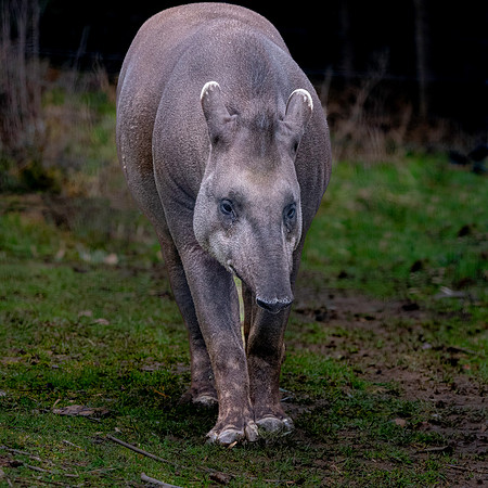 South American / lowland tapir