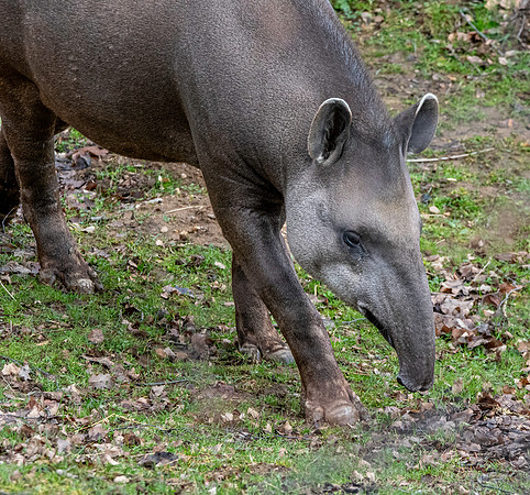 South American / lowland tapir
