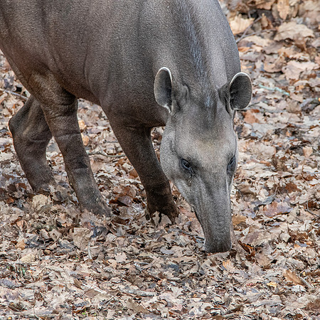 South American / lowland tapir