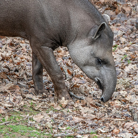 South American / lowland tapir