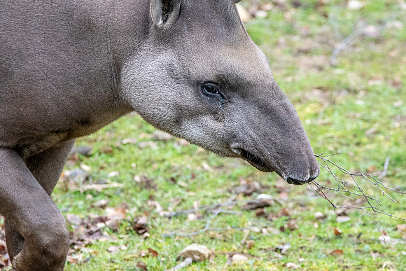 South American / lowland tapir