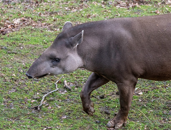 South American / lowland tapir