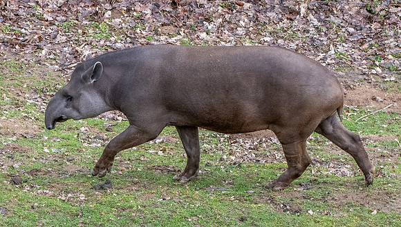 South American / lowland tapir