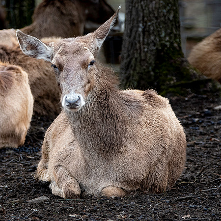 Thorold's deer / White-lipped deer
