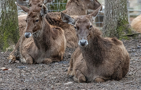 Thorold's deer / White-lipped deer
