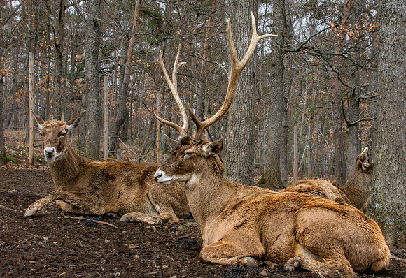 Thorold's deer / White-lipped deer