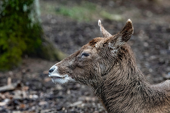 Thorold's deer / White-lipped deer