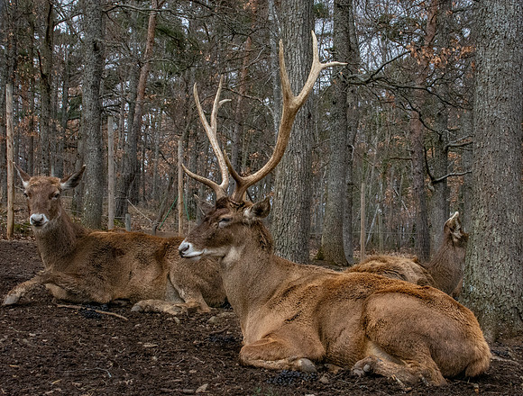 Thorold's deer / White-lipped deer