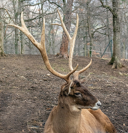 Thorold's deer / White-lipped deer
