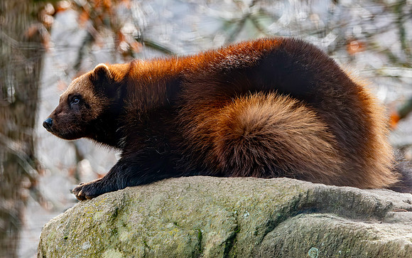 Wolverine
