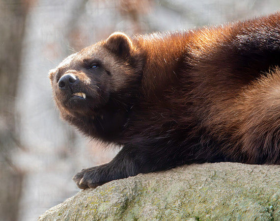 Wolverine
