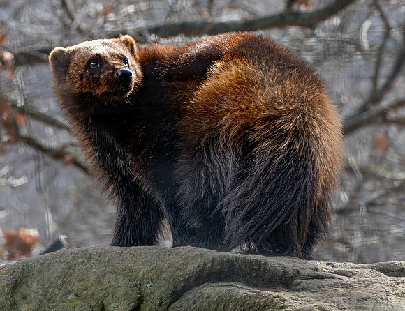 Wolverine